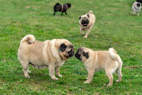 Many Dogs Playing In A Dog Day Care Centrum Together Outside Free Stock