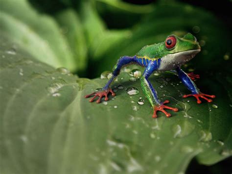 Rainette aux yeux rouges aux couleurs variables vit jusqu à 1350 m d