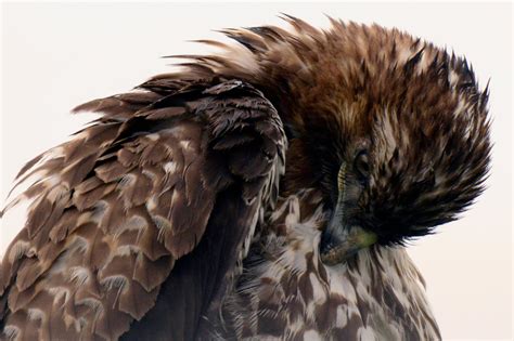 Hawks Birds Of Prey Birds Merced Wildlife Refuge