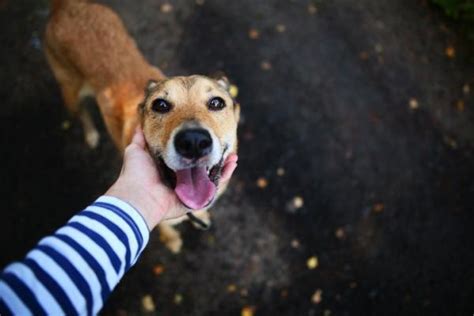 Pi Di Nomi Per Cani Che Significano Forza Per Maschi E Femmine