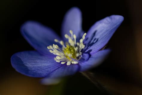 Lila Foto & Bild | pflanzen, pilze & flechten, blüten- & kleinpflanzen ...