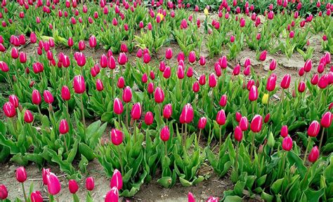 The Symbolism And Colour Meaning Of Tulips Allwaysflower