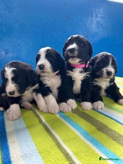 F1 Standard Bernedoodle Puppies Licensed Breeder For Sale In Kidwelly