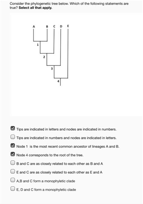 Solved Consider The Phylogenetic Tree Below Which Of The