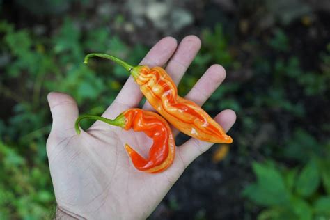 Sugar Rush Peach Peppers Seeds And Growing Guide Pepper Geek