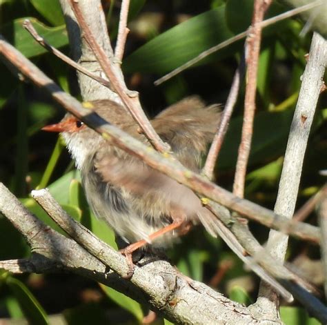 Superb Fairywren From Torquay Jan Juc Vic Australia On January