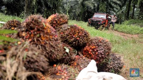 Wacana Informasi Positif Kelapa Sawit Masuk Kurikulum Pendidikan