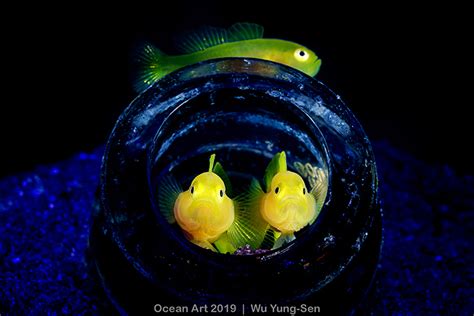 2nd Place Macro Ocean Art 2019 Wu Yung Sen Underwater Photography Guide