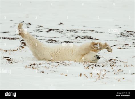 A Polar Bear Ursus Maritimus Stretching Stock Photo Alamy