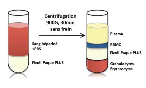 Isolement Des Cellules Mononucl Es Du Sang P Riph Rique Pbmc Par