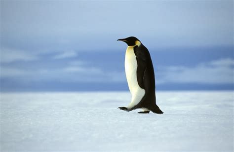 Emperor Penguin | Facts, pictures & more about Emperor Penguin