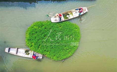 浙江德清：巡河护水 人民图片网