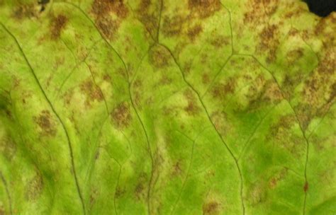 Septoria Leaf Spot On Lettuce Vegetable Pathology Long Island