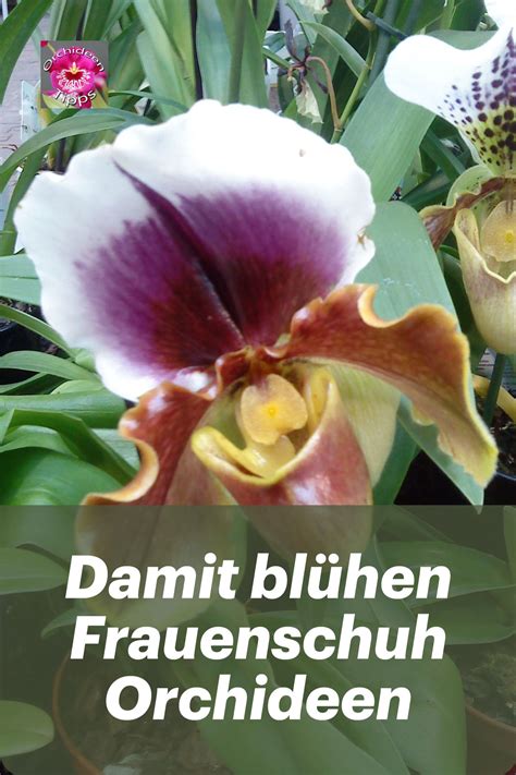 Meine Erfahrungen und Pflegetipps für Frauenschuh Orchideen