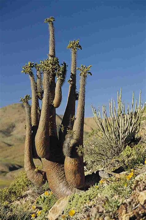 Pachypodium Namaquanum Halfmens Richtersveld In Northern Cape South