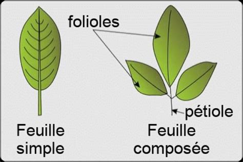 DIFFÉRENTS TYPES de FEUILLES Schémas classification et images