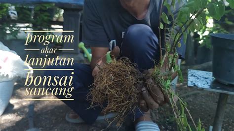 Program Akar Lanjutan Bonsai Sancang Youtube