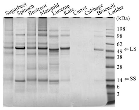 Foods Free Full Text Protein Fractionation Of Green Leaves As An