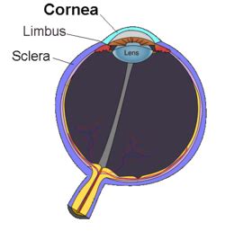 Cornea - Wikipedia