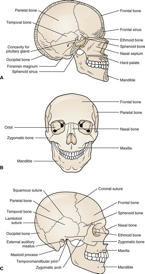 How Many Bones In The Face And Head Crossfit The Bones Of The Skull