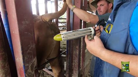 Extracción de semen en Ganaderia Beefmaster YouTube