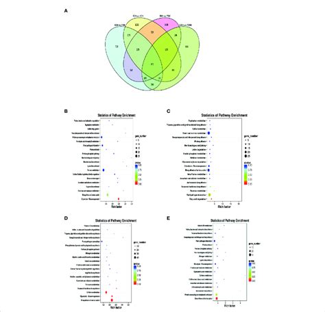 Statistics And Kegg Enrichment Analysis Of Degs A Venn Diagram Of