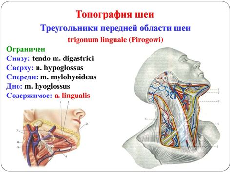Топография головы и шеи - презентация онлайн