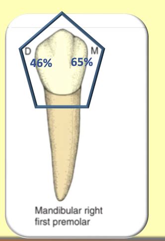 Maxillary Nd Premolar Flashcards Quizlet