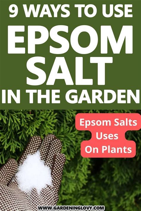 Epsom salt uses in plants benefits application 9 methods – Artofit