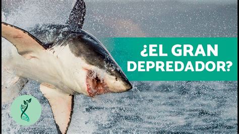 Cuánto PESA el TIBURÓN BLANCO Características Hábitat