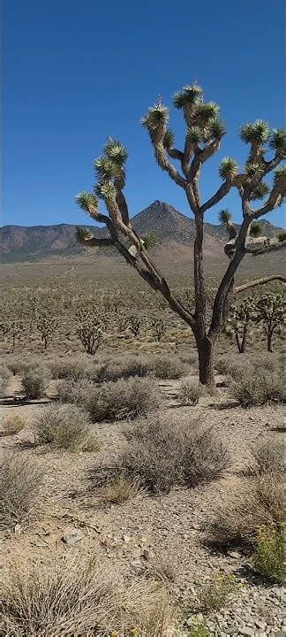 Grapevine Mesa Meadview Arizona Youtube