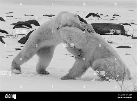 Endangered species, endangered, rare Stock Photo - Alamy