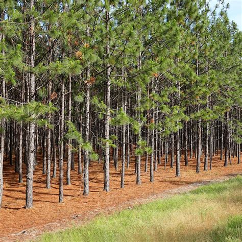 longleaf pine  sale order  perfect plants