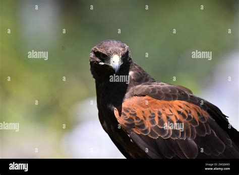 A Red Tail Hawk species seen in its habitat during a species conservation program, the zoo has ...