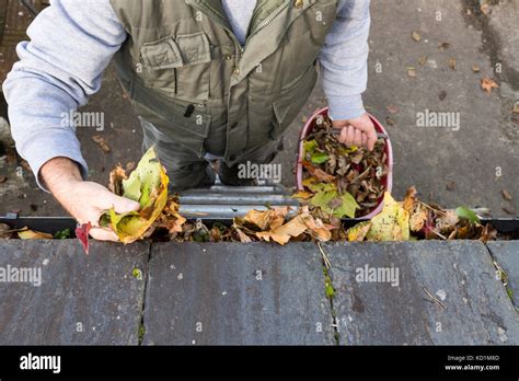 Cleaning Autumn Leaves From Gutter Stock Photo Alamy