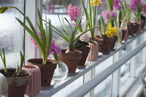 Cómo y cuándo plantar Jacintos mijardin es