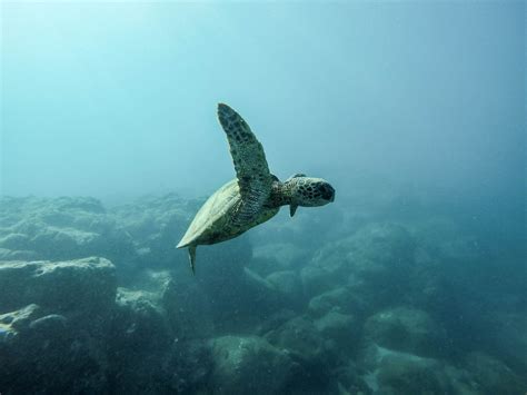 Most Popular Hawaiian Wildlife You Might See While In Oahu