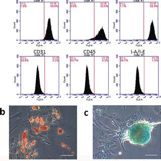 Characterization Of Amscs And Amsc Exo A Flow Cytometry Analysis Of