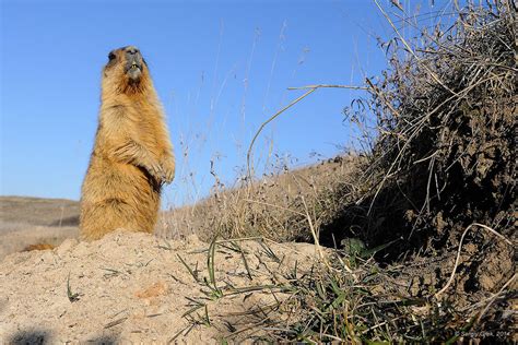Байбак (Marmota bobak) - самый крупный из семейства беличьих ...