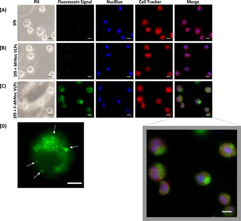 Triple Fluorescence Labelling And Detection Of Mrnvc Vlps In Sf9 Cells