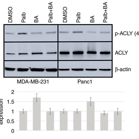 Palb Activation Of Acly Is Dependent On Akt A Mda Mb 231 And Panc1