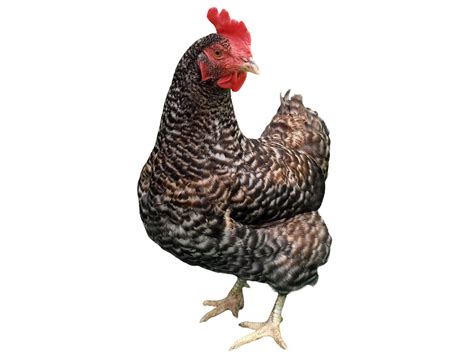 Plymouth Rock Chicken Breed Information With Photos