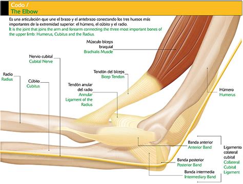 Educacion Fisica Articulacion Del Codo