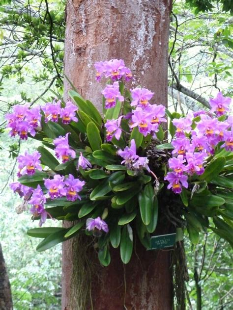 Orchids In Their Natural Habitat Purple Flowers On Tree Trunk