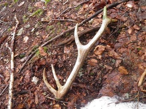 Ou Trouver Des Bois De Cerf