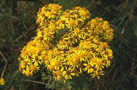 Ragwort poisoning - AskAnimalweb