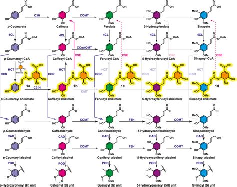 Monolignol Biosynthetic Pathway From P Coumaric Acid Through To