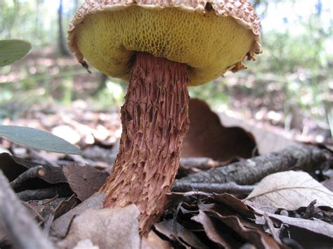 Aureoboletus Russellii Russells Bolete” The Bolete Filter