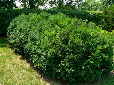 Кустарники (Много фото) - treepics.ru