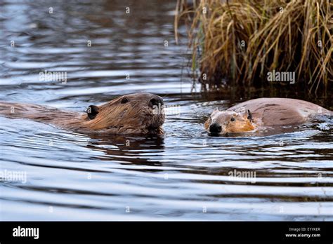 Two beavers swimming and feeding in the water of their beaver dam Stock Photo - Alamy